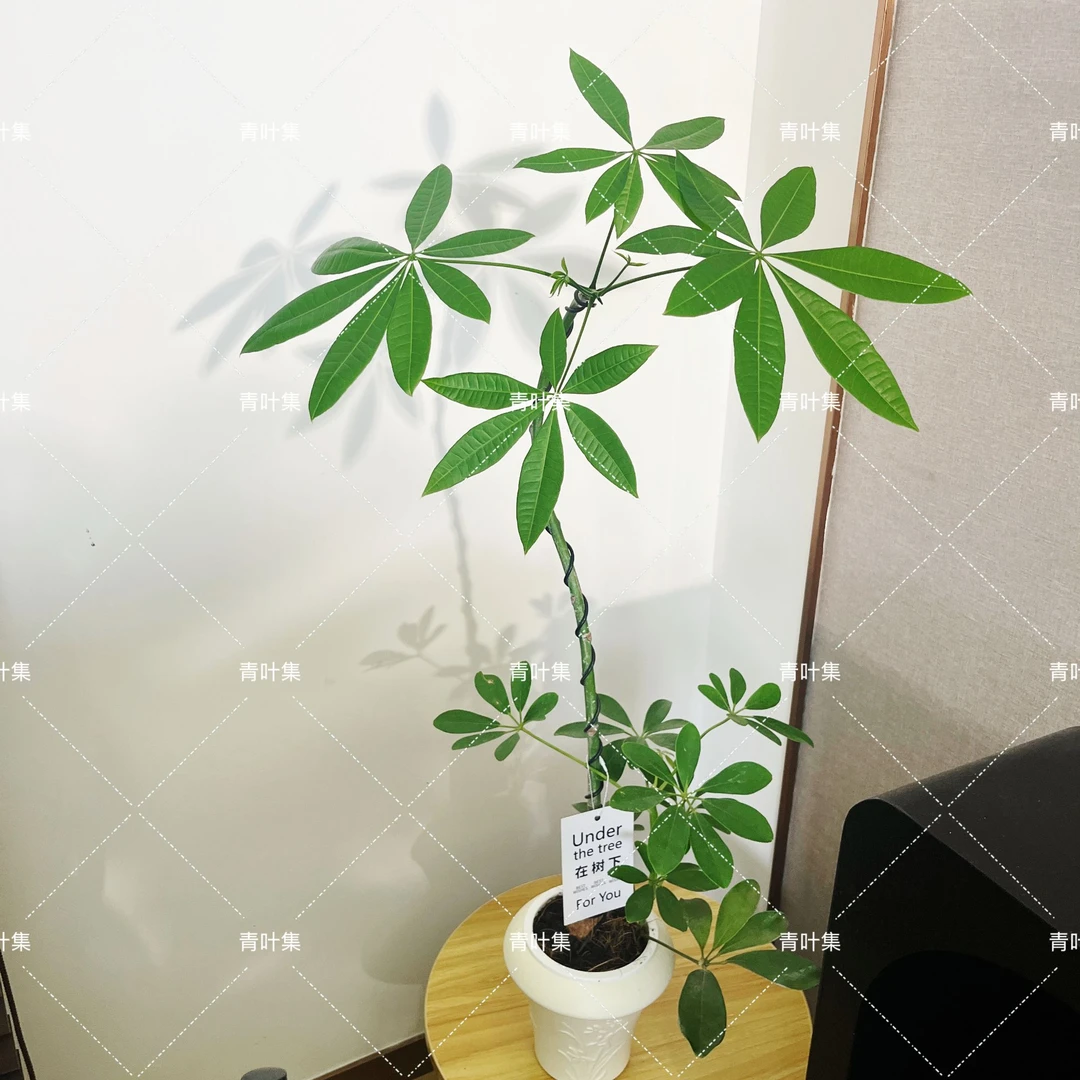 造型月光龙猫伞发财树鸭脚木盆栽绿植室内桌面四季常青好养植物