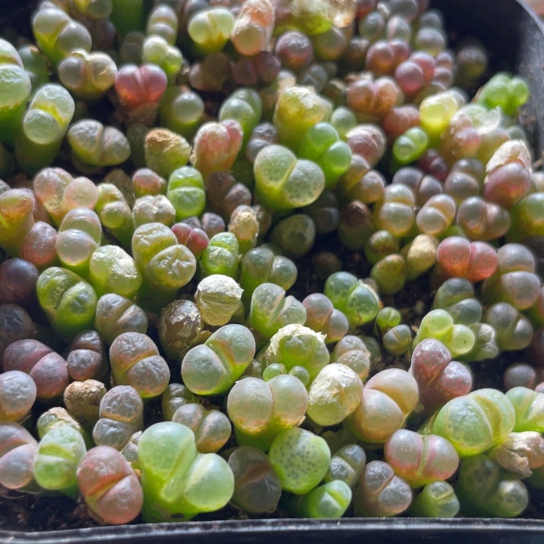 今晚大盆特价更新～37