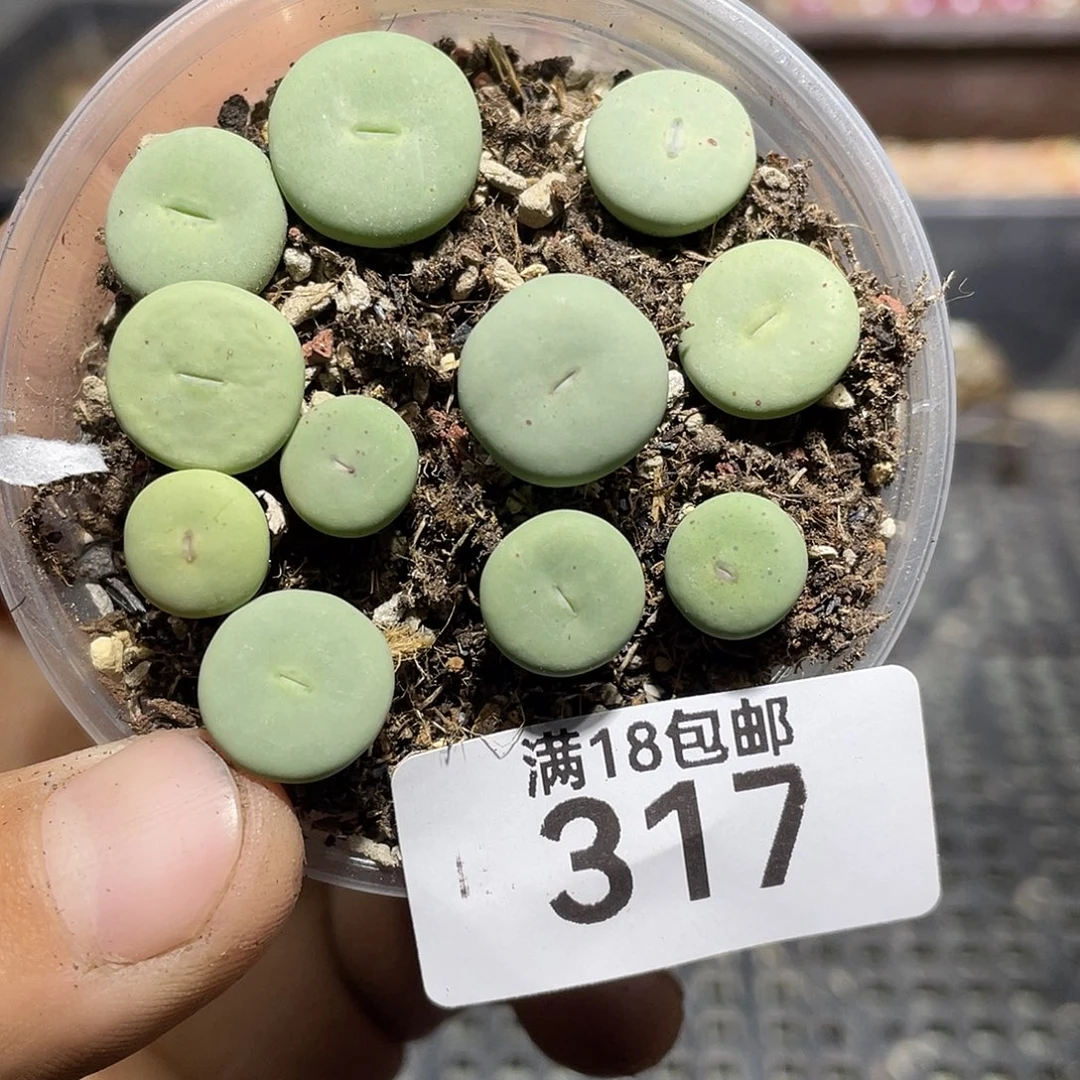 317当天凑满十八元包邮生石花