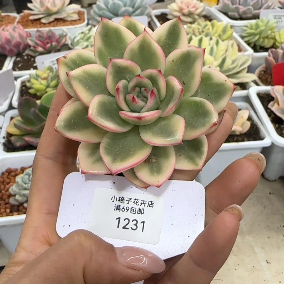 1231蔚蓝乌木锦多肉植物