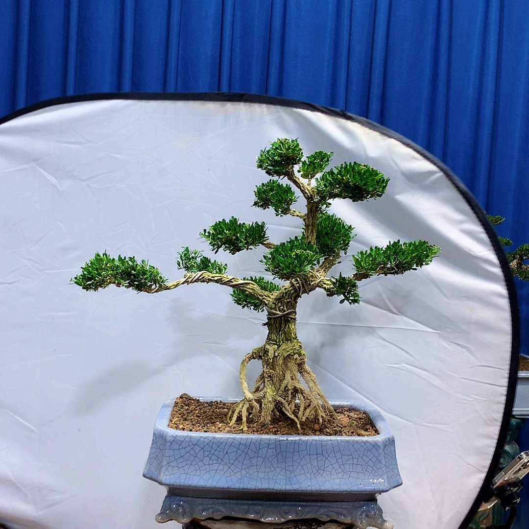 无花朵黄杨盆景一物一拍