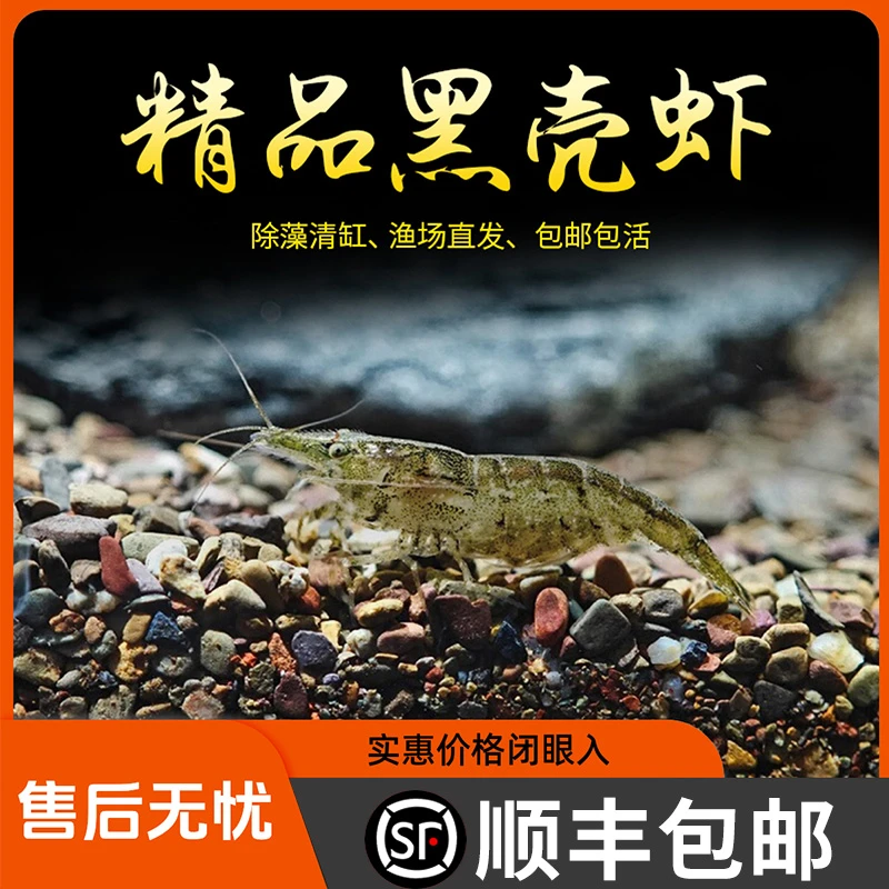 【顺丰】黑壳虾除藻工具清洁虾观赏虾活体饲料淡水草鱼缸造景观赏