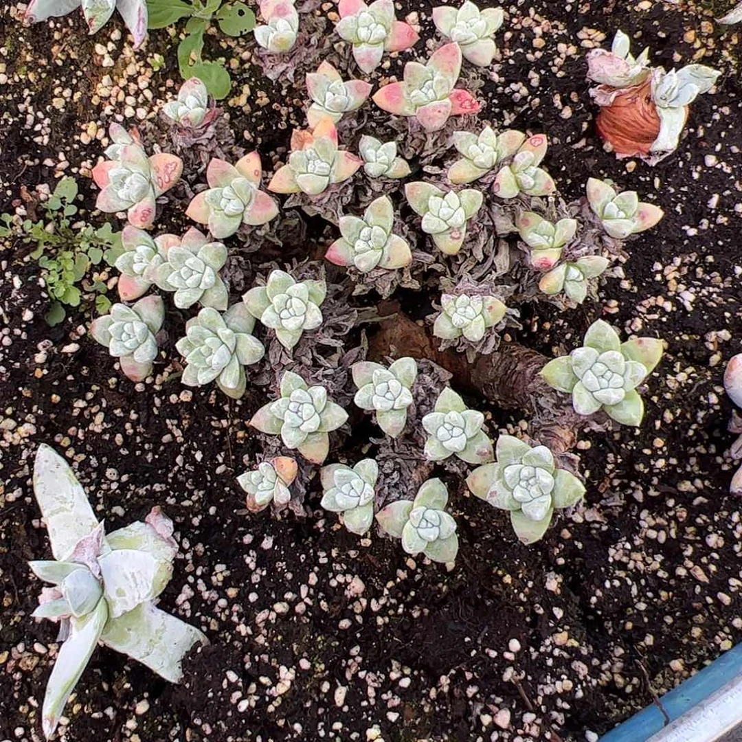 辣***辣4764白姆仙女杯多肉