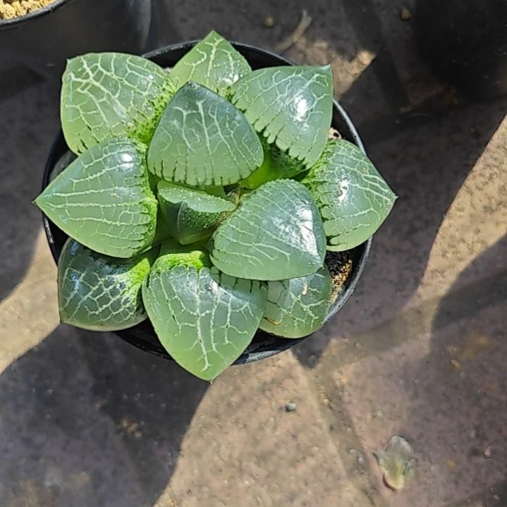 水晶克一颗多肉植物原盆土
