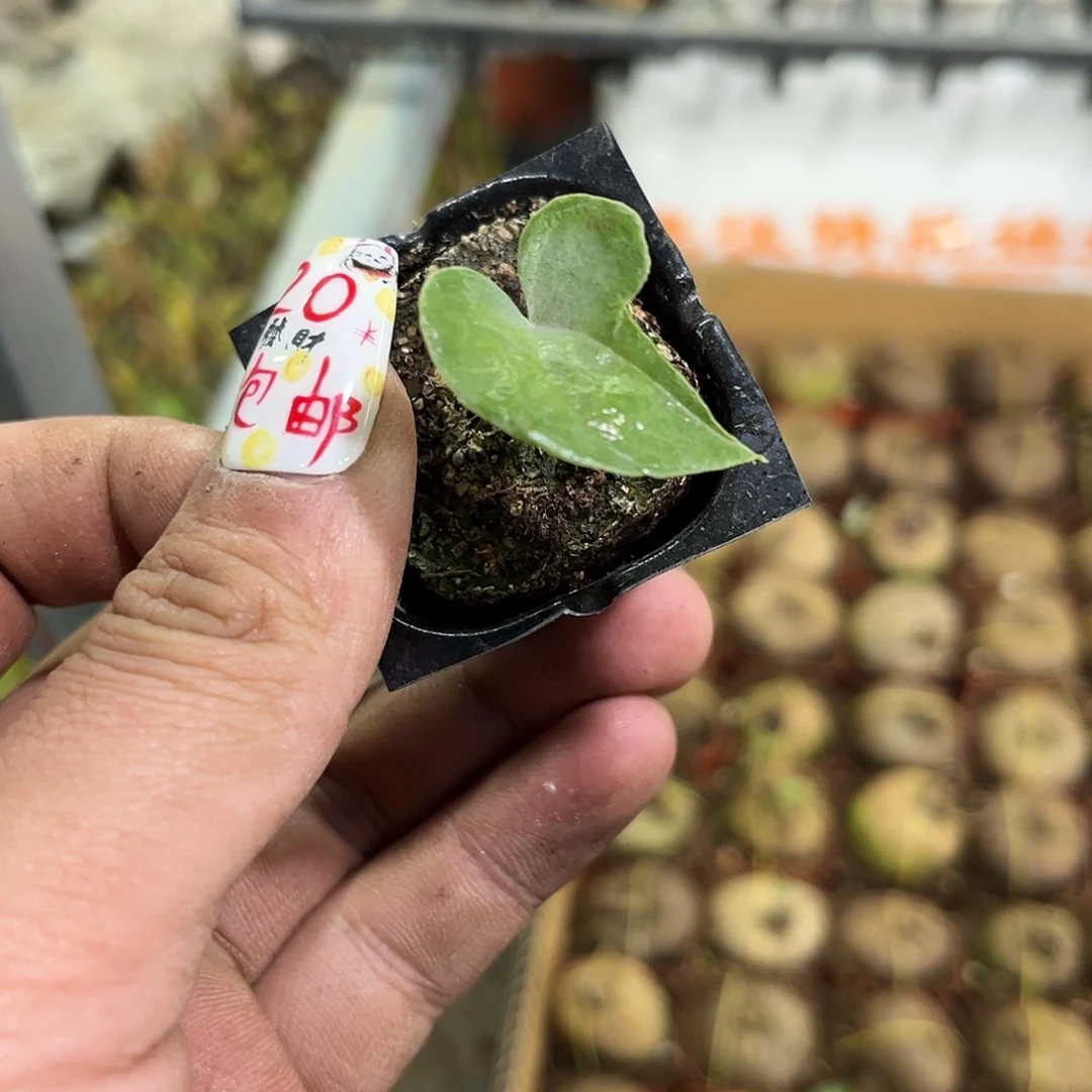 南非龟甲龙单头发货有根