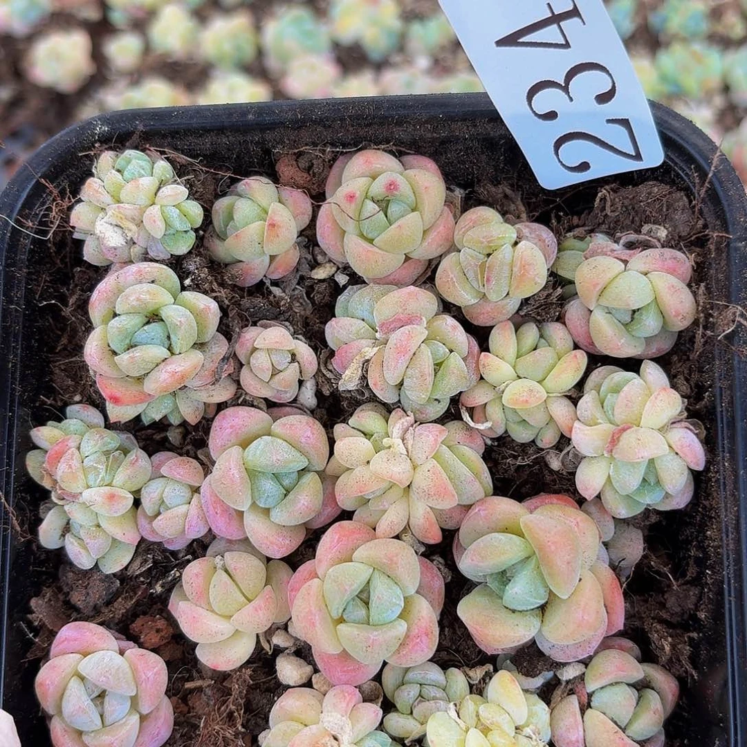 多肉植物多肉植物234