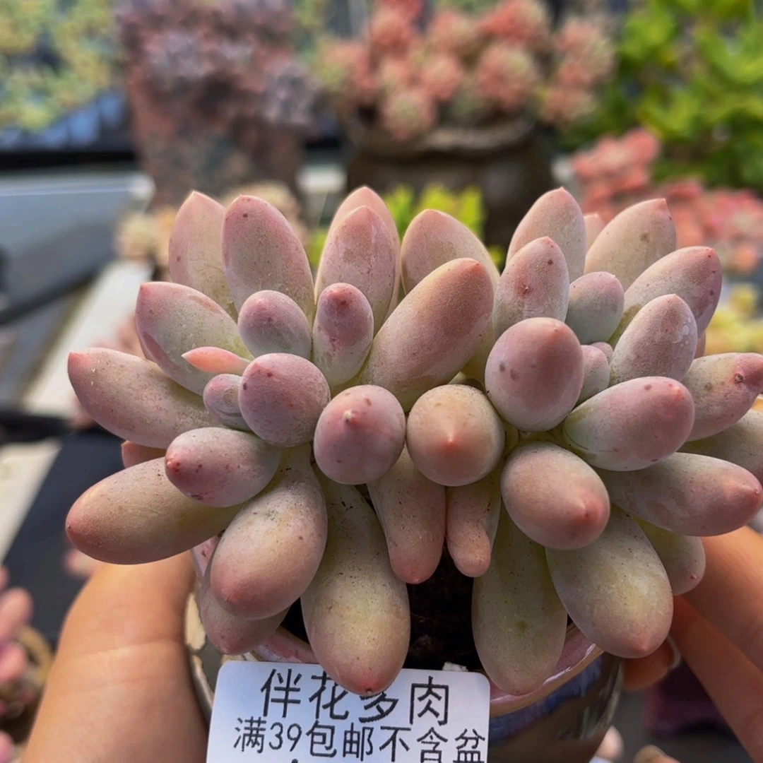 891-汤圆多肉8cm多肉