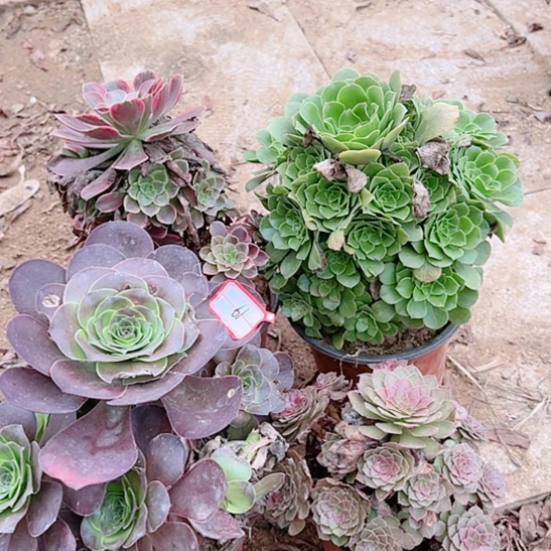 【闪购商品】无花朵爱**抱19金丝雀，绿羊绒，魅金玫瑰，红魔