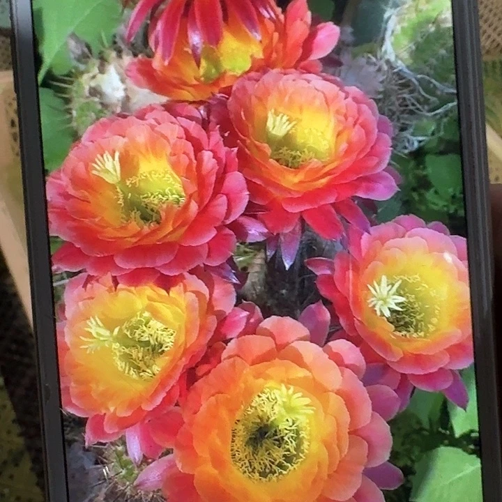 大满贯侧芽5公分左右毛花柱（20包邮）