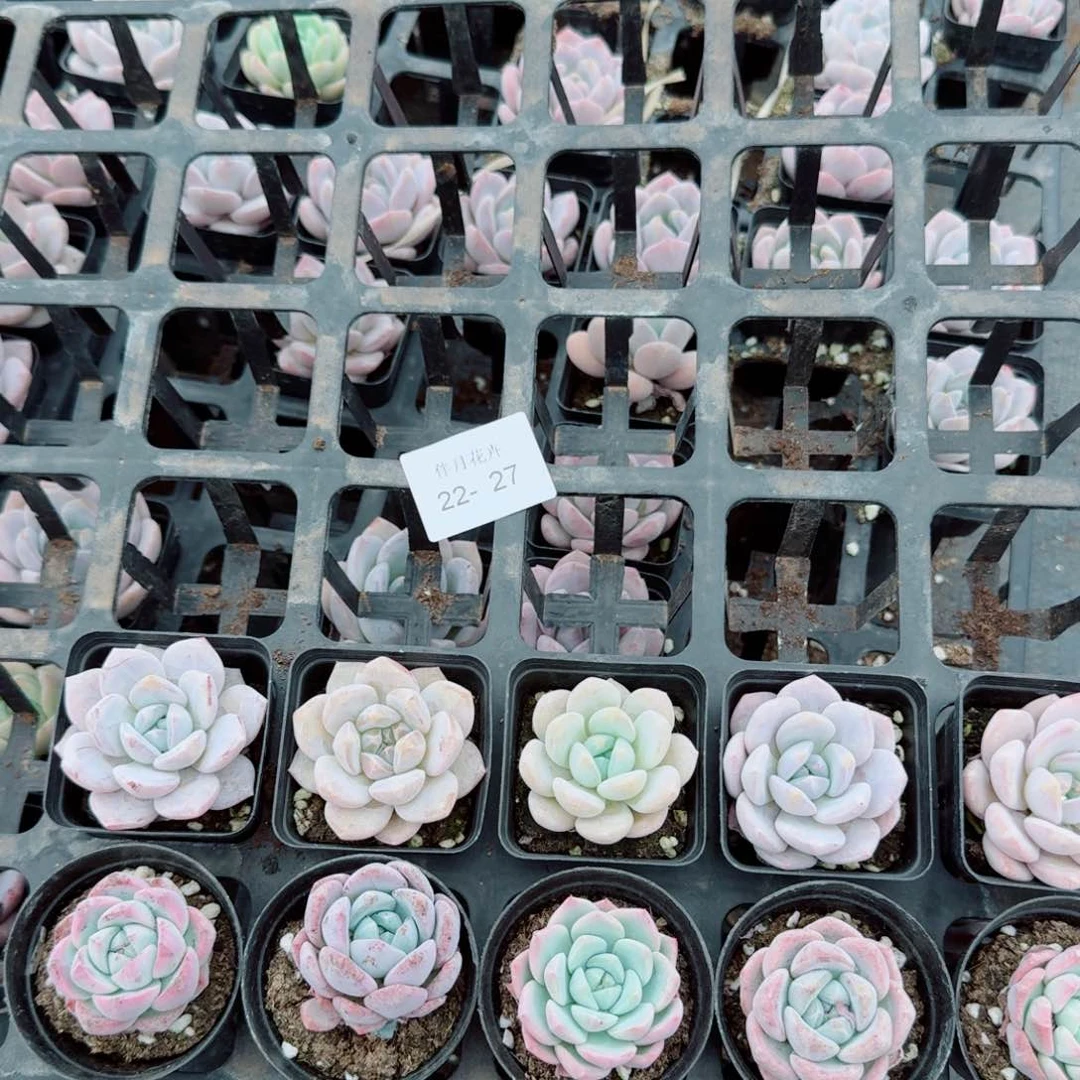 小冰梦奶盖各五颗量拍左六22-27