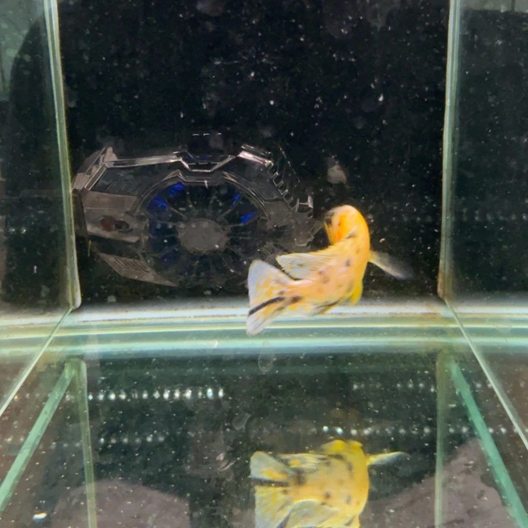 慈鲷1263孔雀。