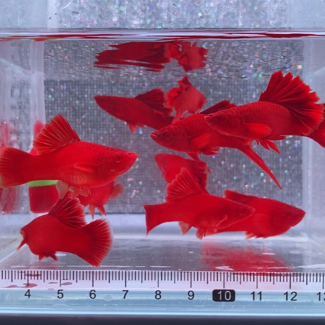 红剑鱼高鳍红剑成鱼4公6母