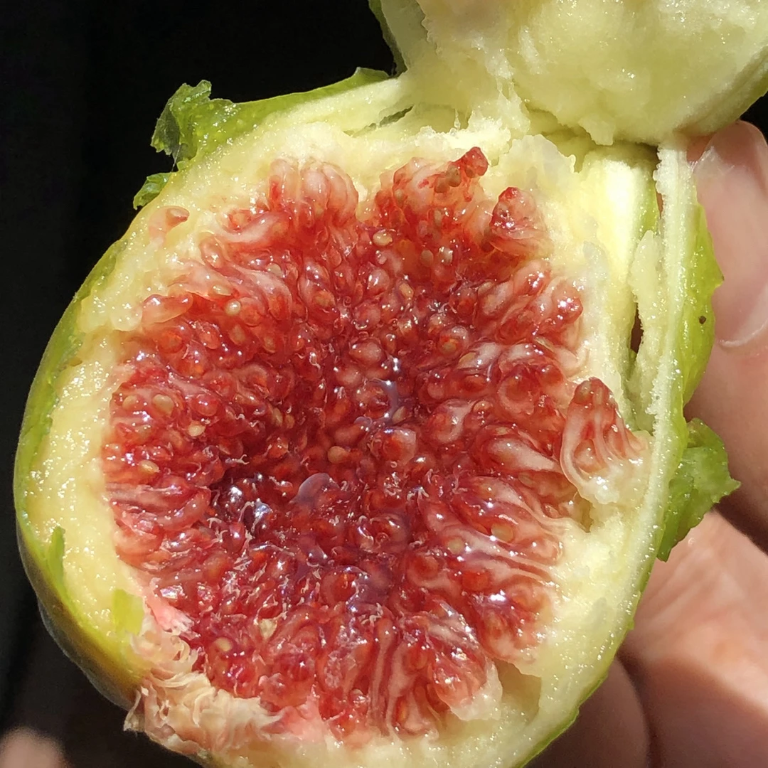 威海青皮无花果新鲜现摘应季水果树上熟软糯香甜新疆西藏不发货