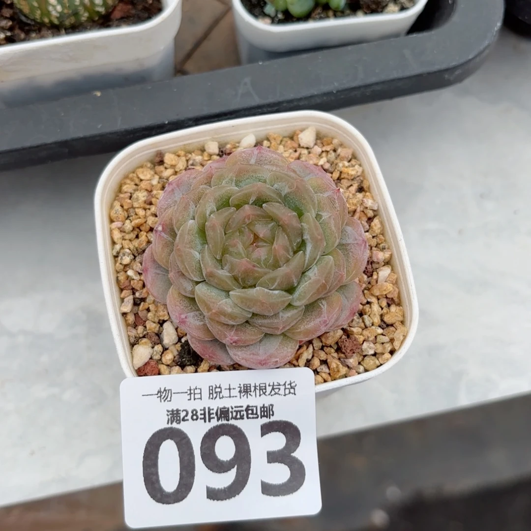 白恋单头无盆土发货