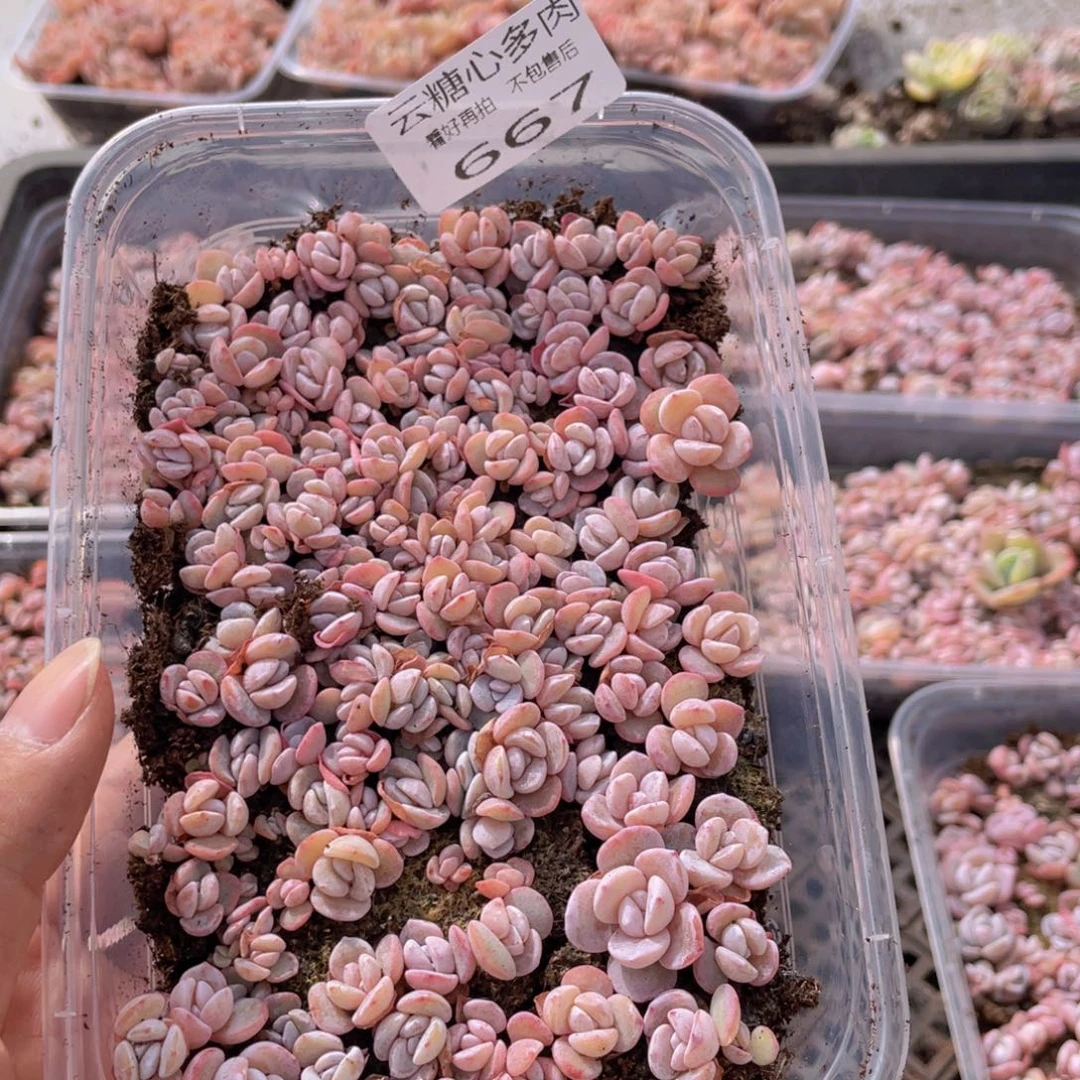 小**✨云糖心多肉植物667