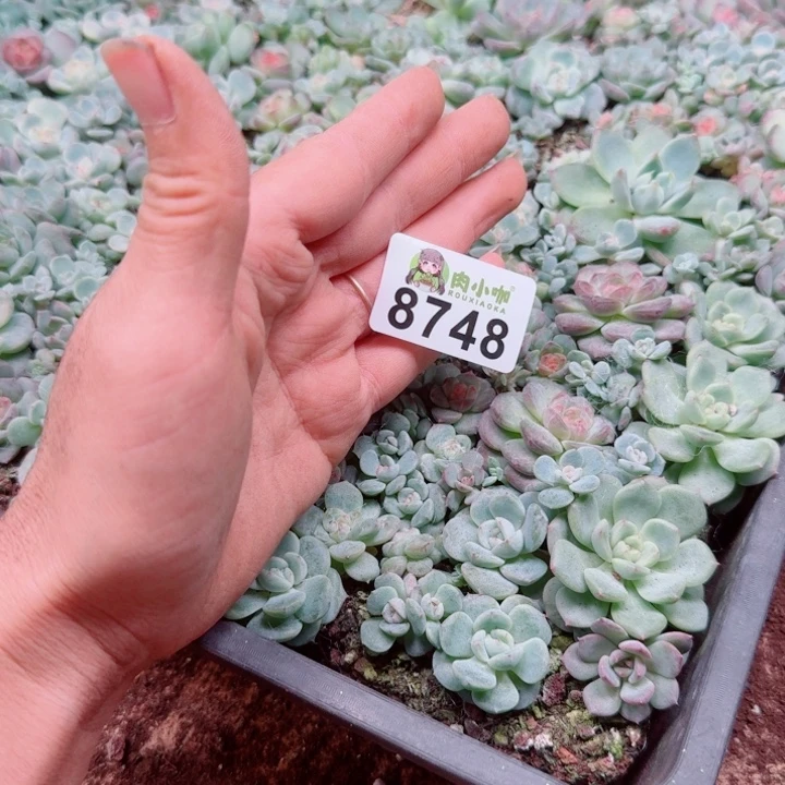 蜜***兔多肉植物多肉植物