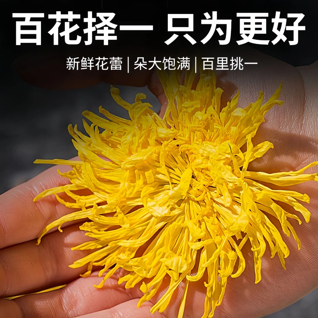 大朵金丝皇菊 贡菊清香大菊花 黄菊花茶黄山高山无硫金丝皇菊花茶