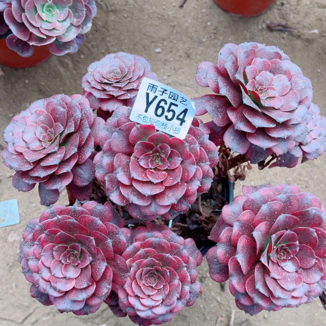 654美姬尺寸20左右特价