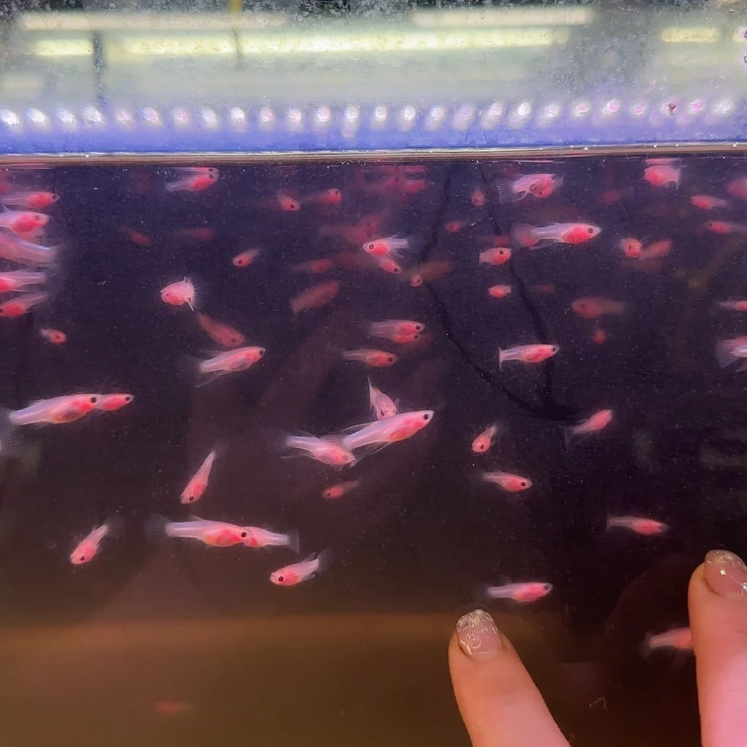 孔雀鱼粉猫玻璃C苗10条