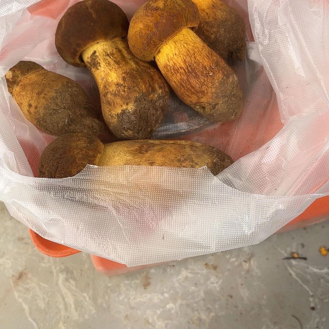 摩***女云南小表妹野生菌代购中国大陆