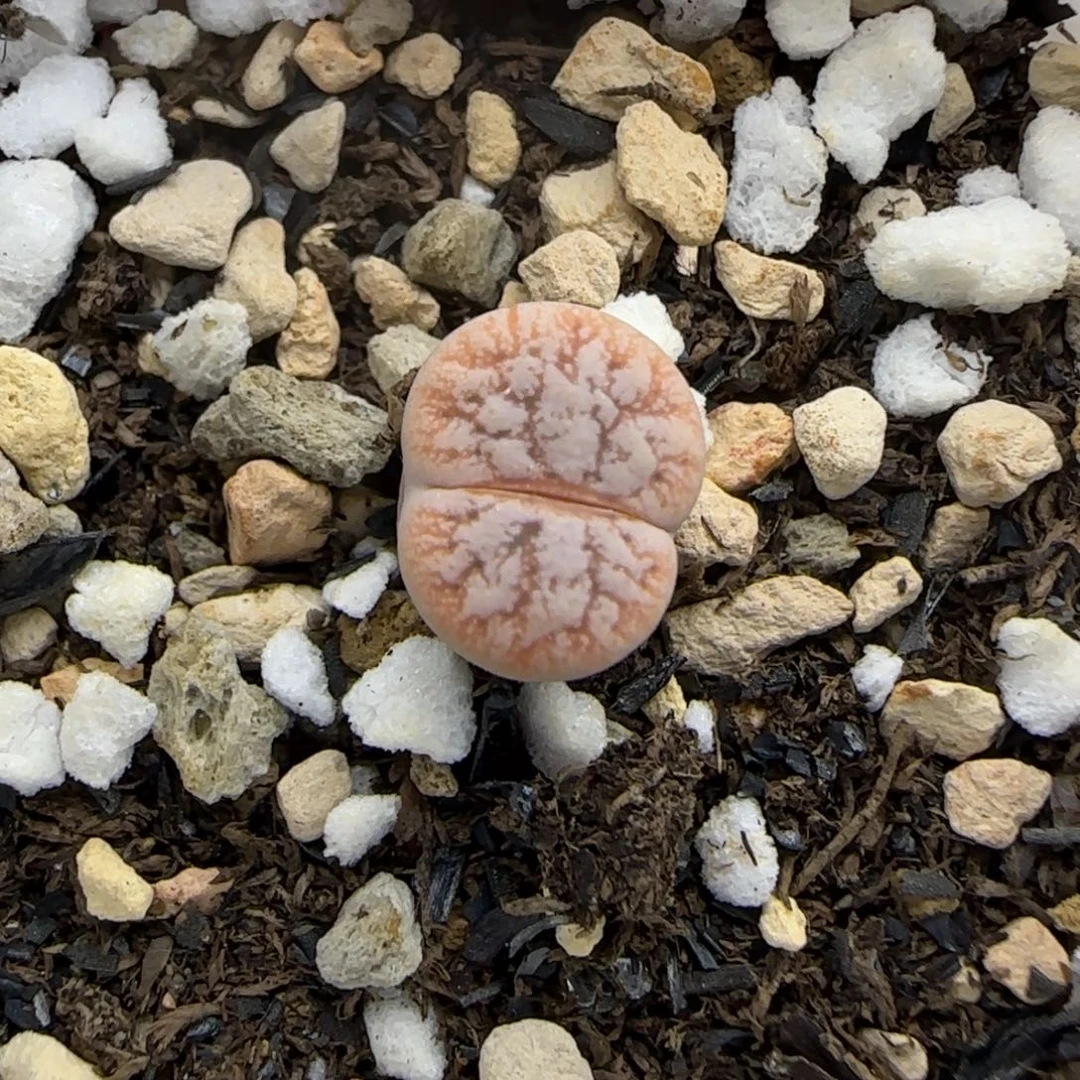 50二蜕睫毛福利一颗30包邮