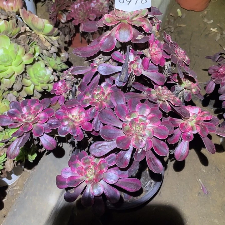 多肉植物法师978丽娜