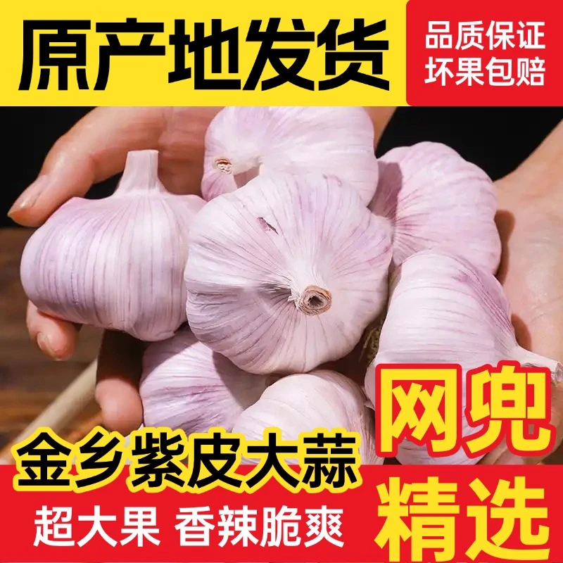 【特大果王】山东大蒜批发紫皮新干蒜可腌产地直发多瓣香蒜河南大蒜