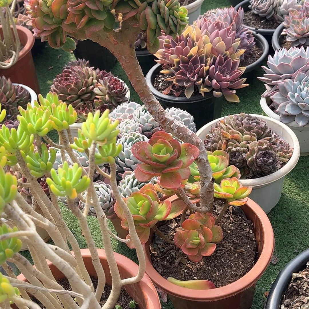 沐*红梅多肉植物11