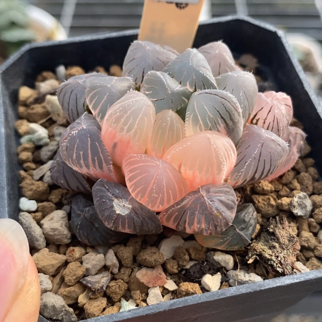 210紫镜玉露锦一物一拍
