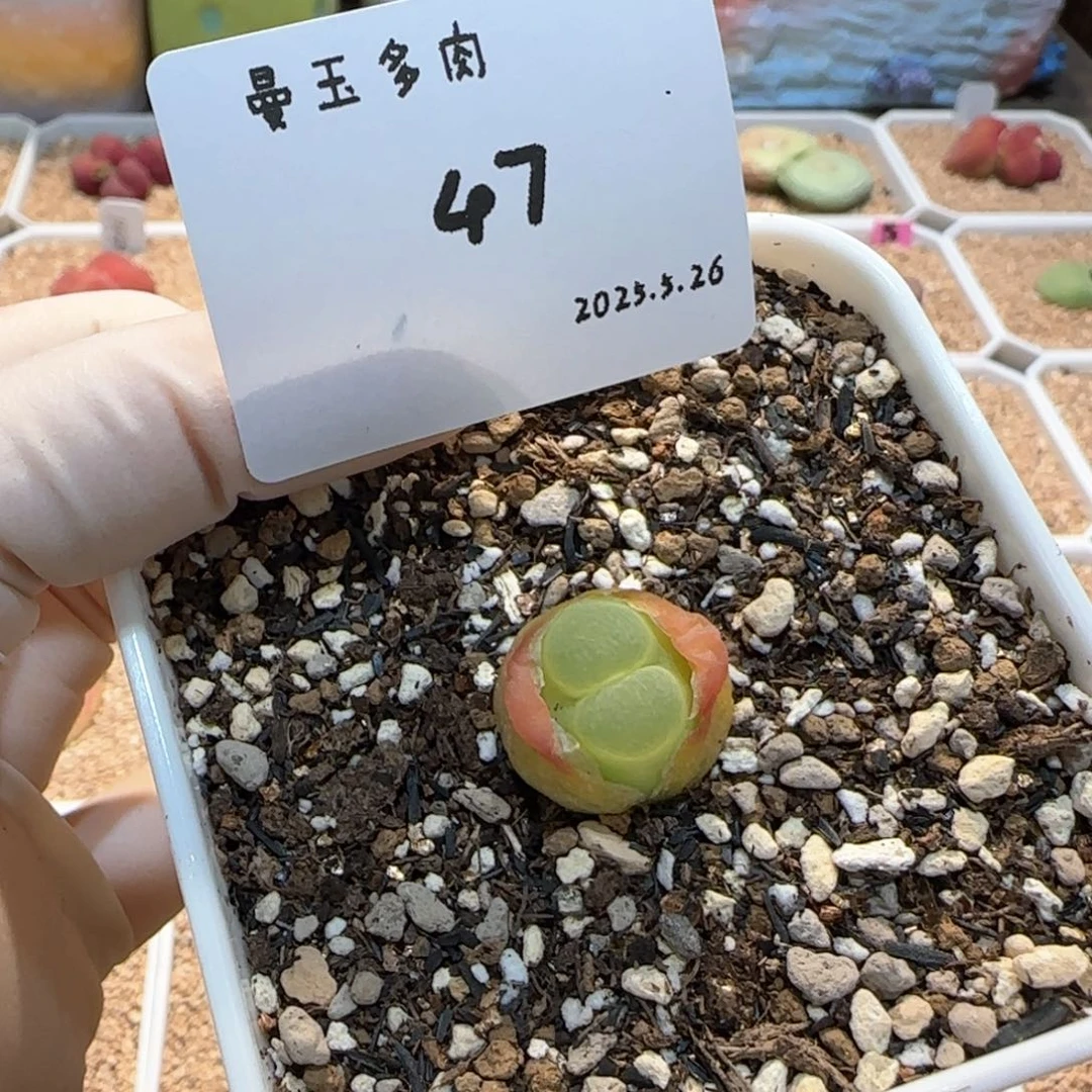 颖*儿多肉多肉多肉5.26-047