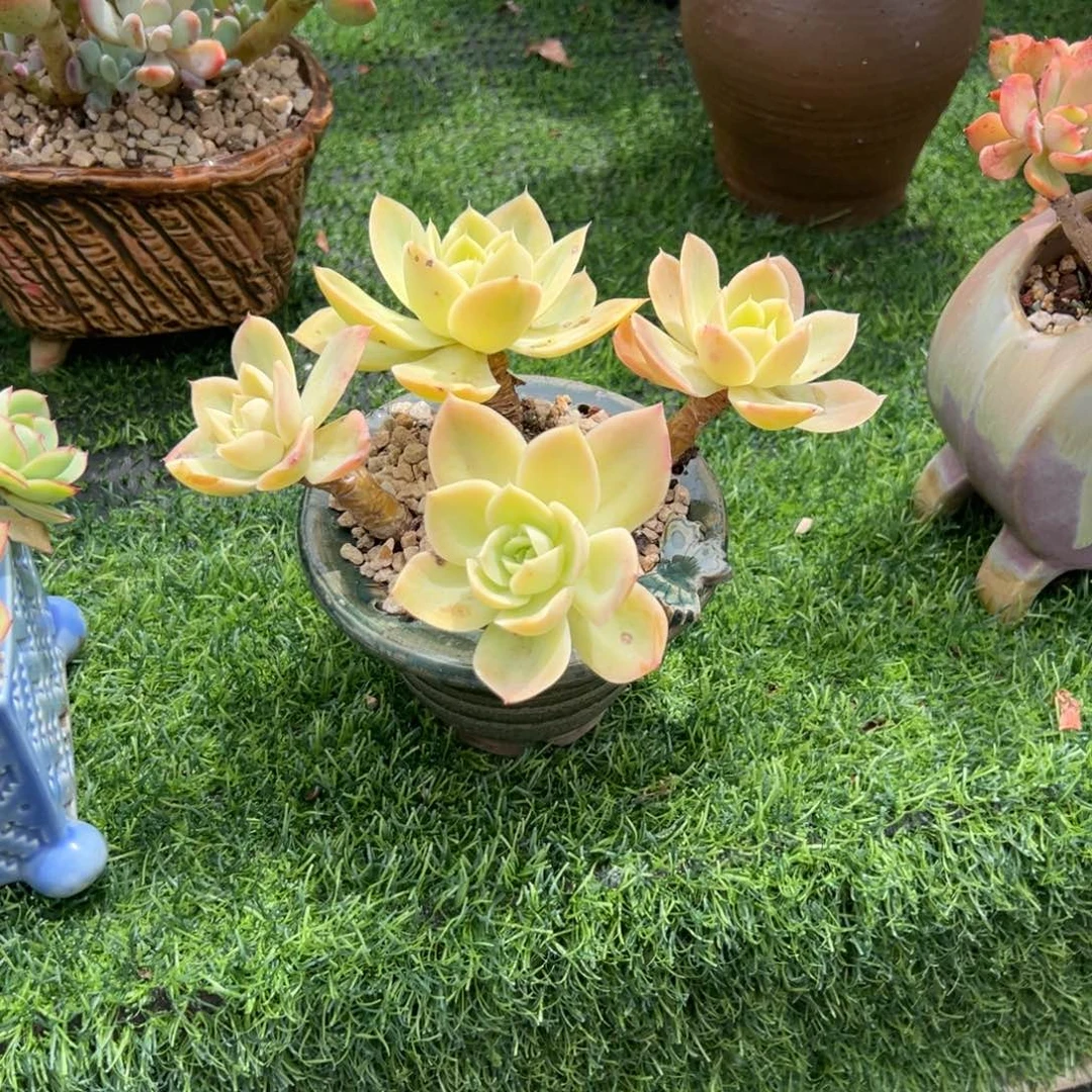中***心厚叶丝绸多肉植物脱土