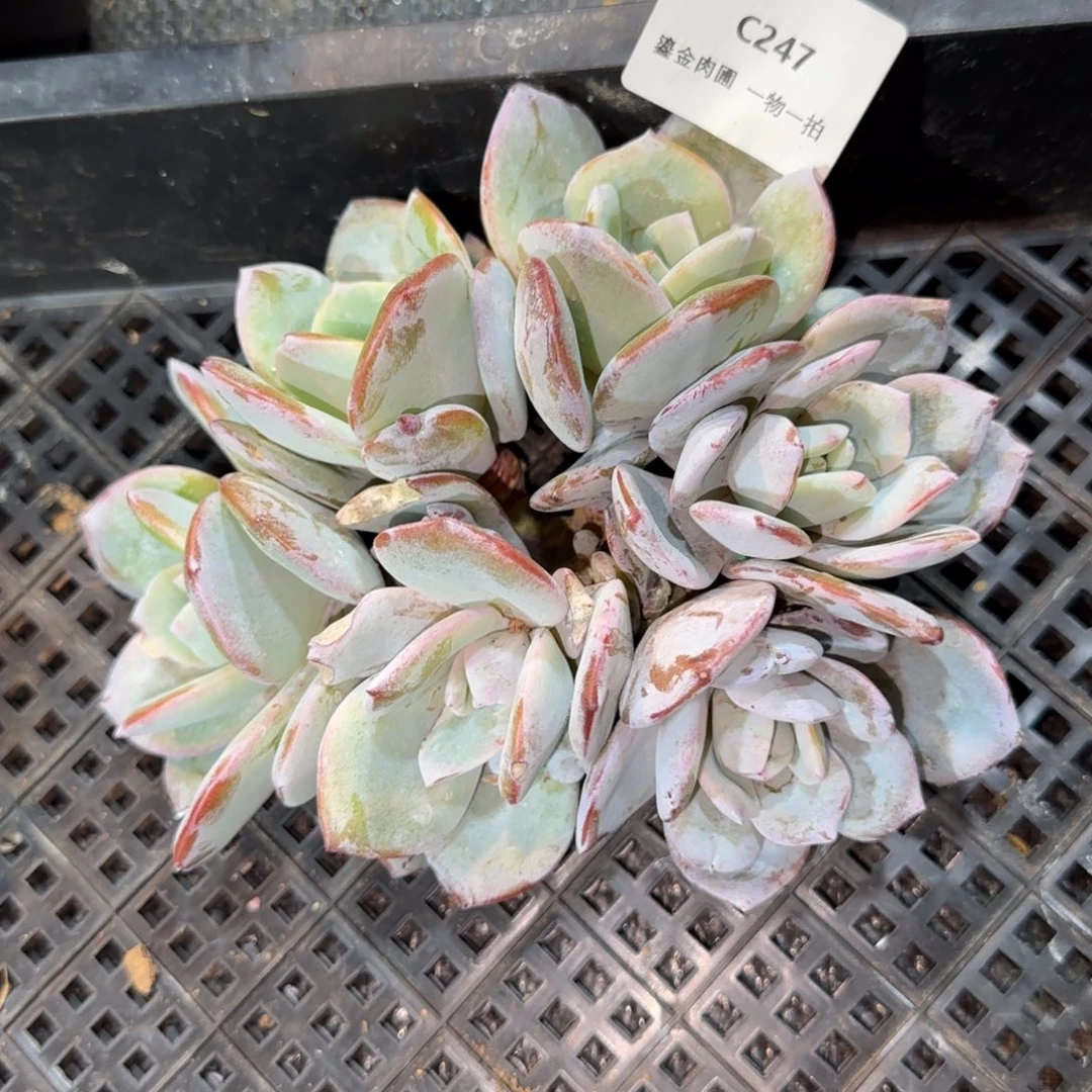 C247奶茶老桩6头