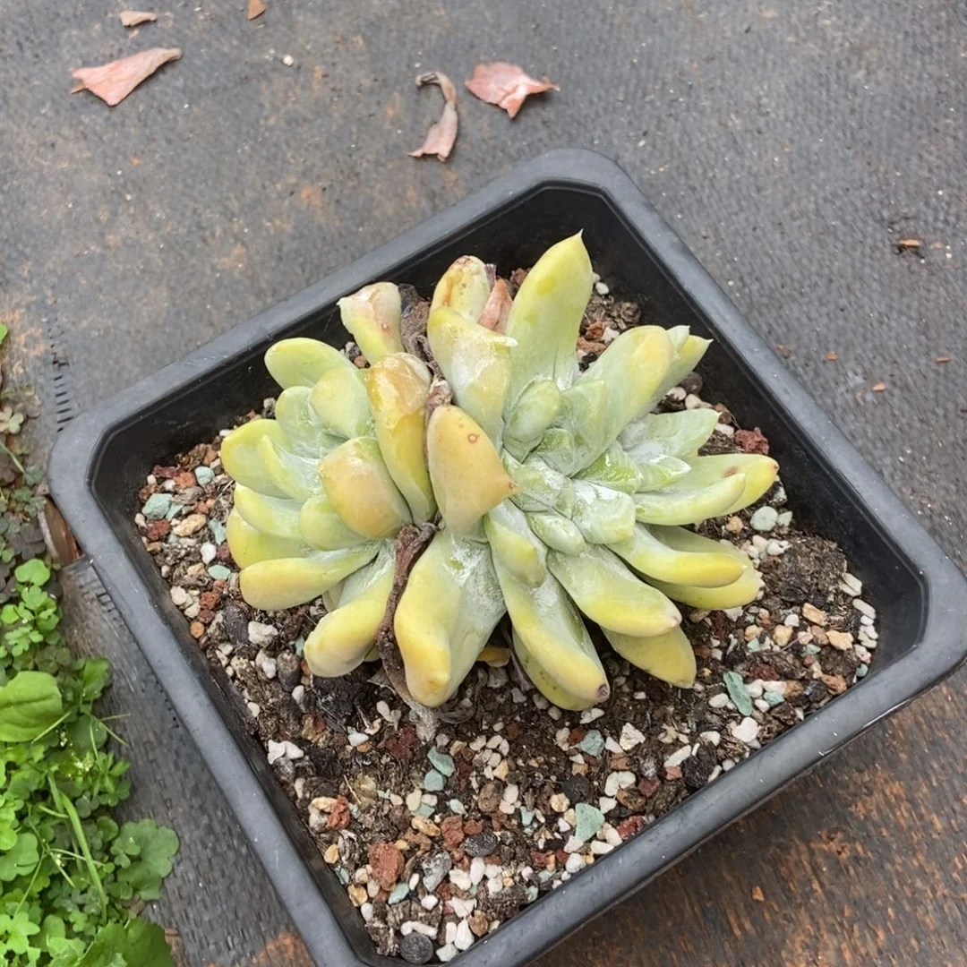 拇指多肉植物啦啦啦