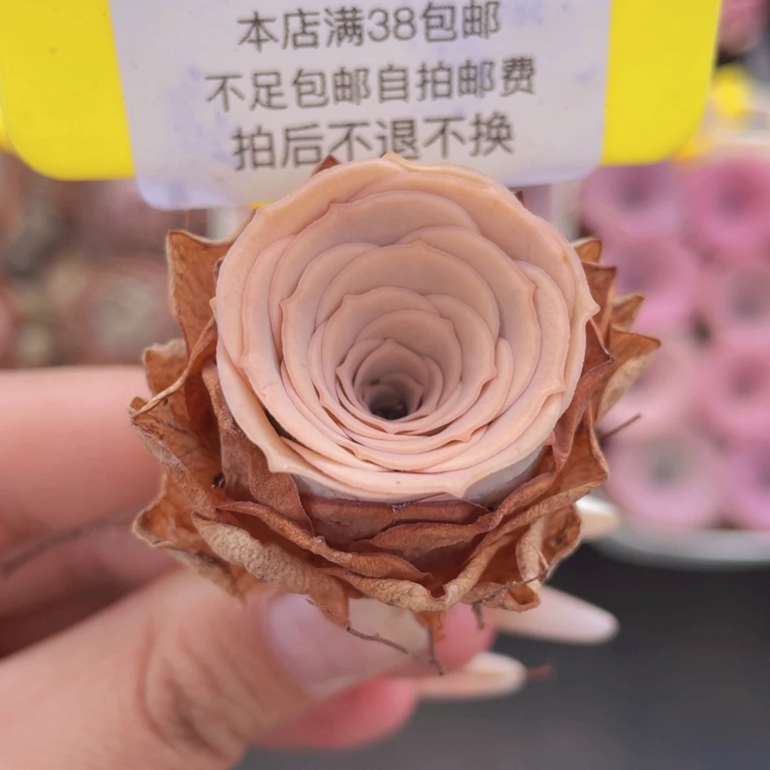 山地玫瑰547满38包邮裸根发货