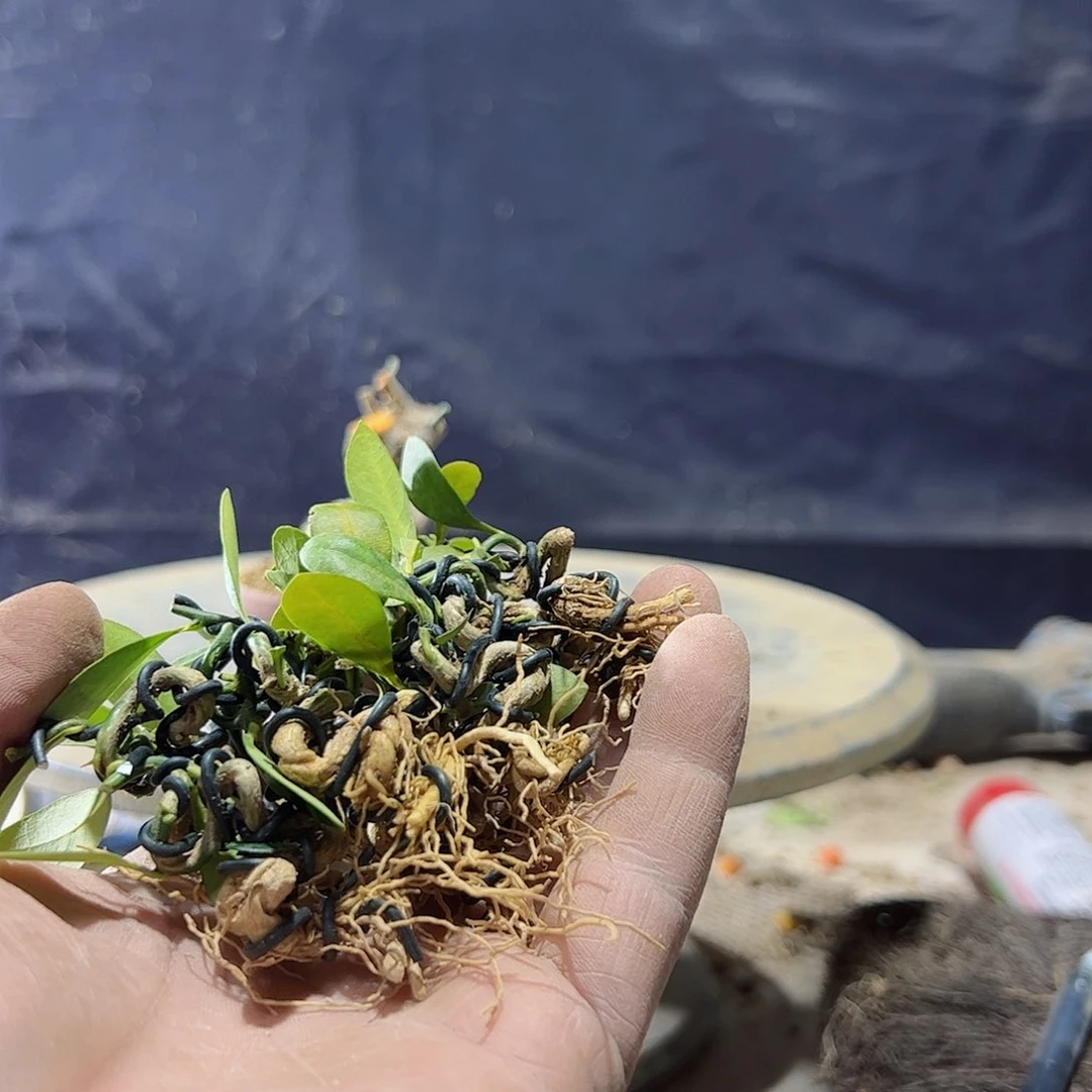 春*趣味把玩diy小苗