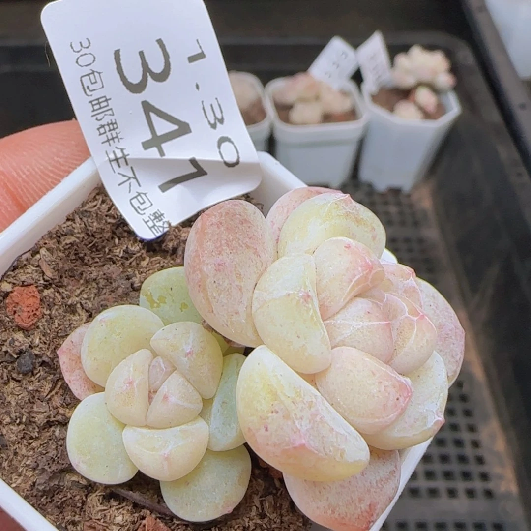 双头冰玉一颗脱土