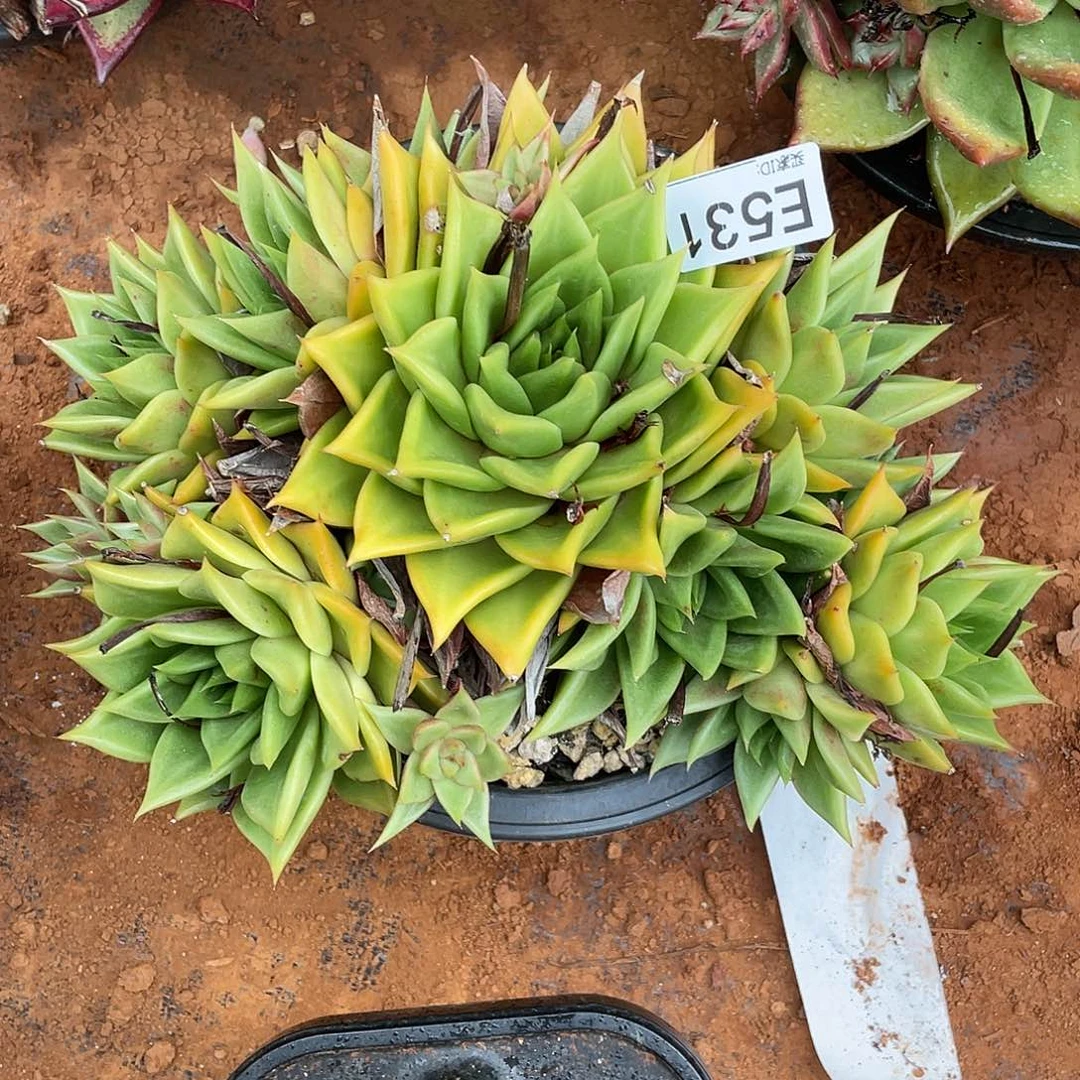 若如东云组拍E531