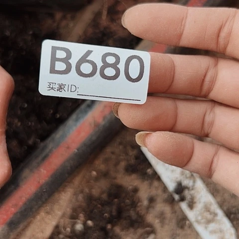 完全开放拾**！680仙人球