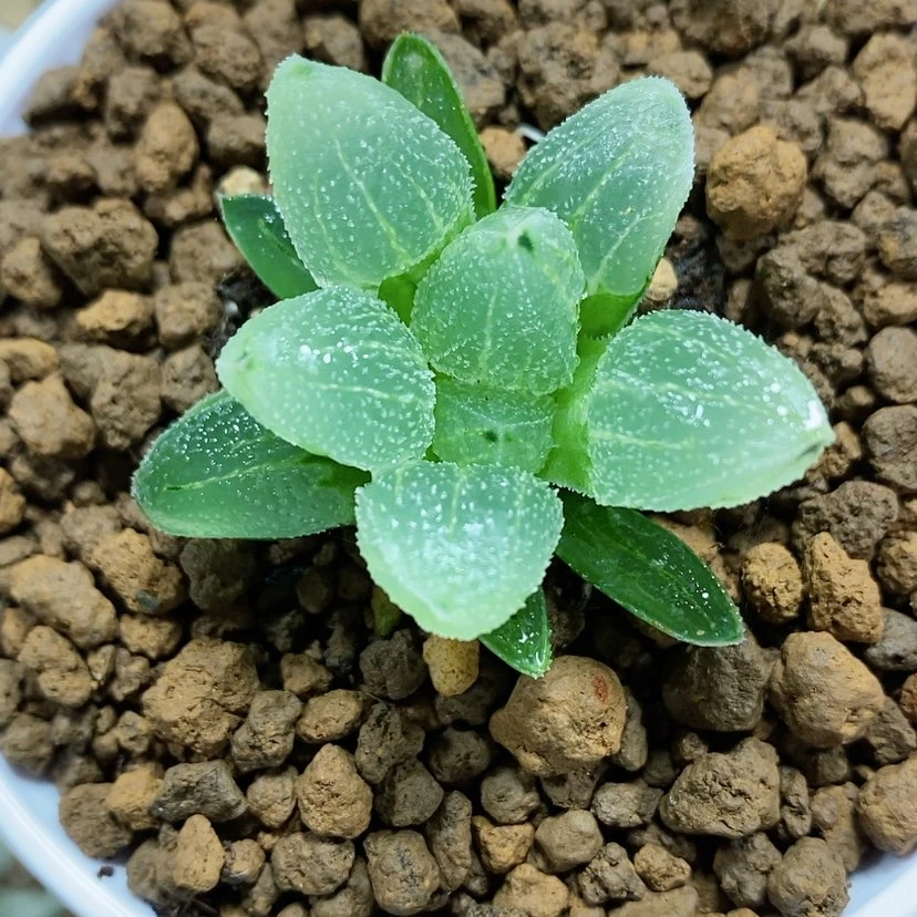 【闪购商品】31变异蓝光磨面