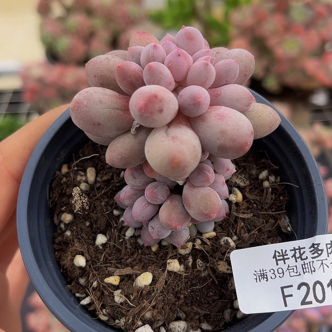 201-香水手指奶酪多肉4cm