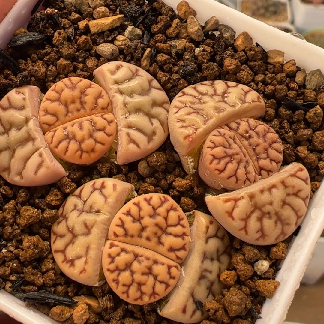 452多肉植物百科