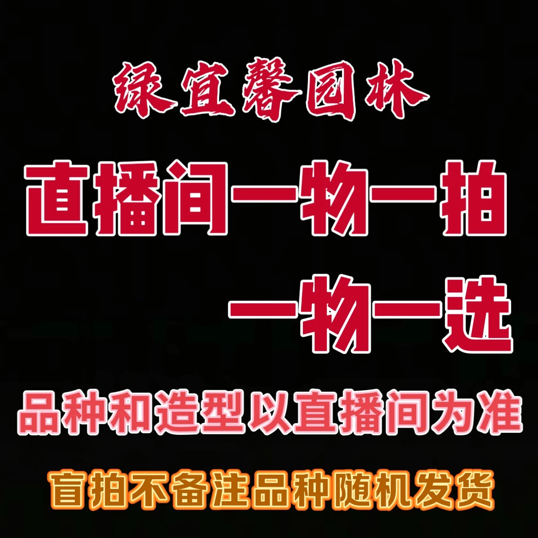 带芽浓香型梅花树盆栽耐寒适合室内外庭院阳台种植