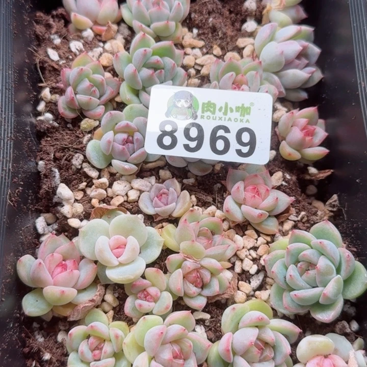 泡**x多肉植物多肉植物