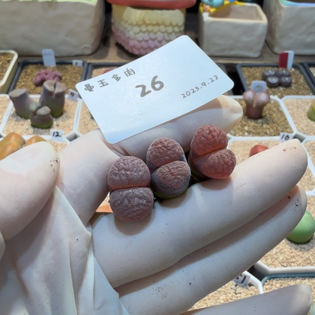 蛋***蛋多肉多肉多肉9.23-026 红蛋糕