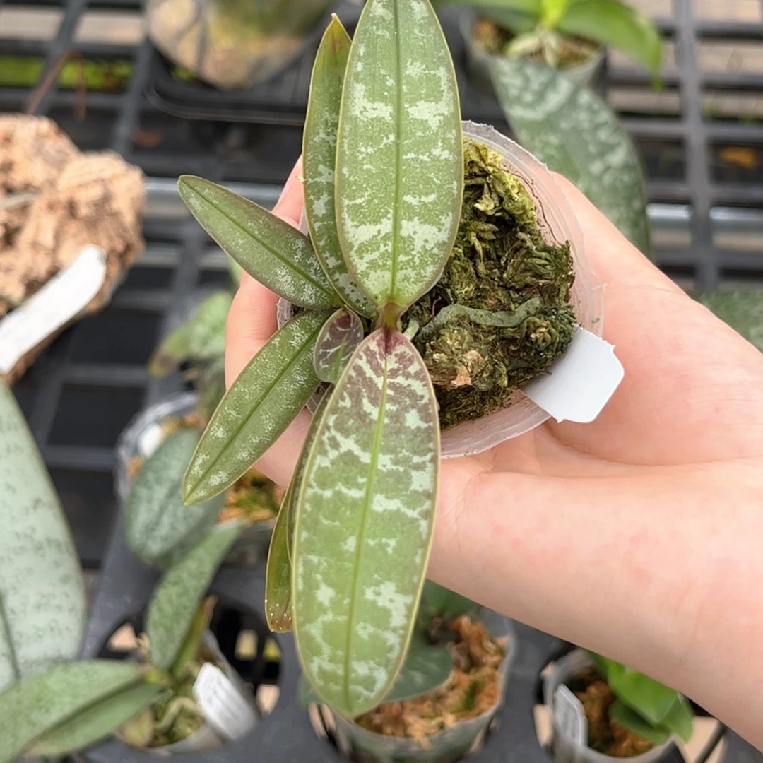 无花朵1.7寸脉纹西交香黄史苗