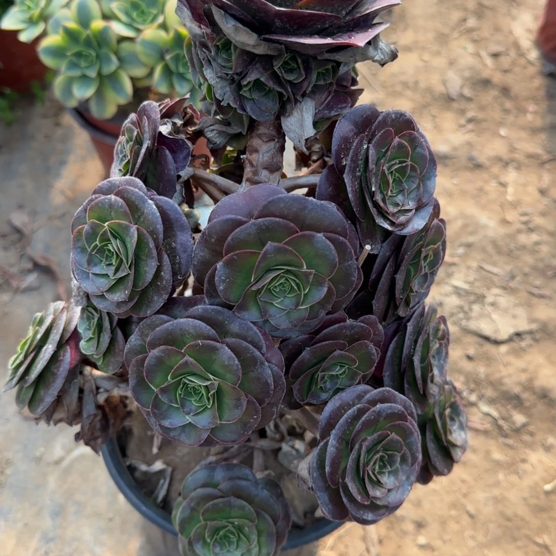 魅金玫瑰368满20包邮断枝不包