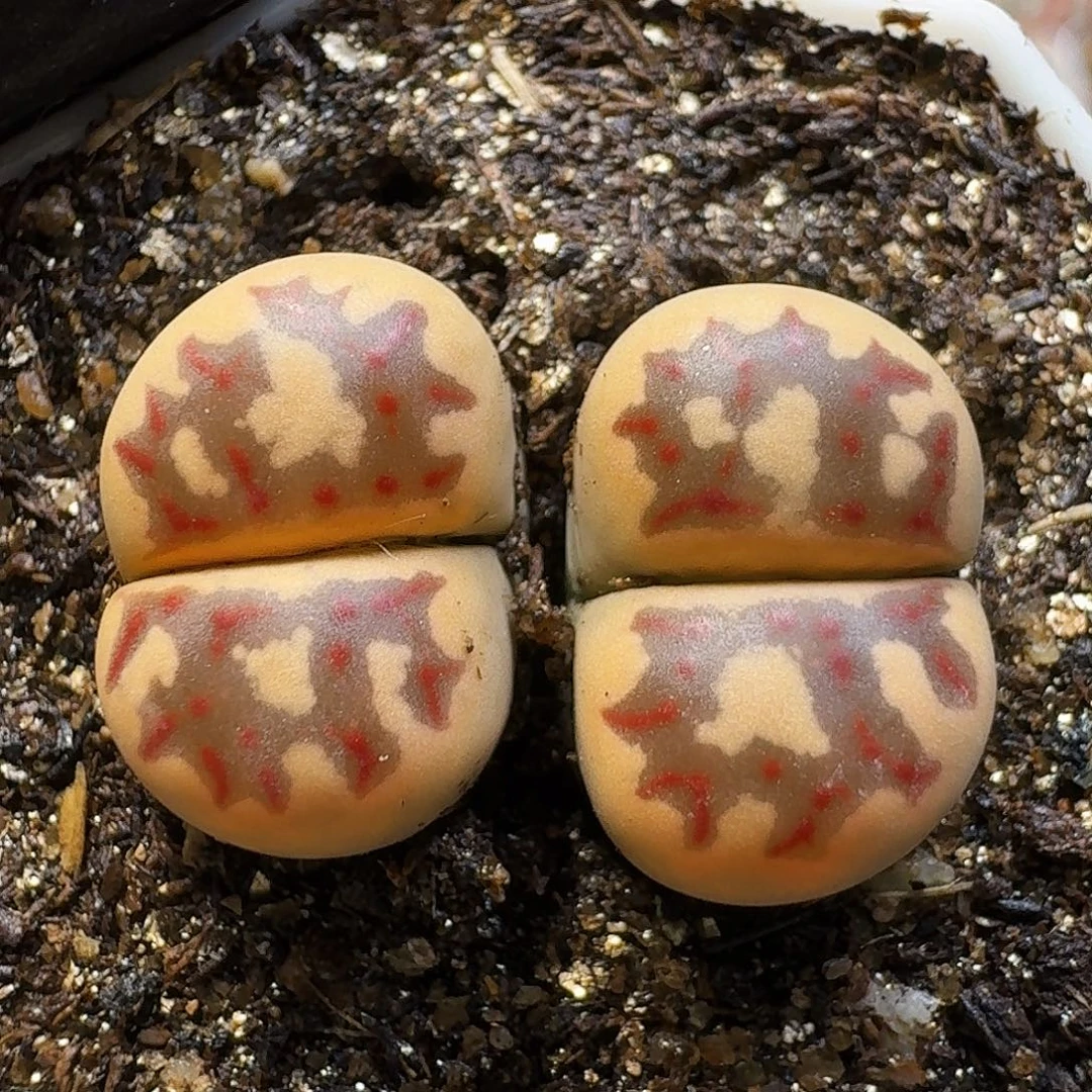 生石花111111。  215