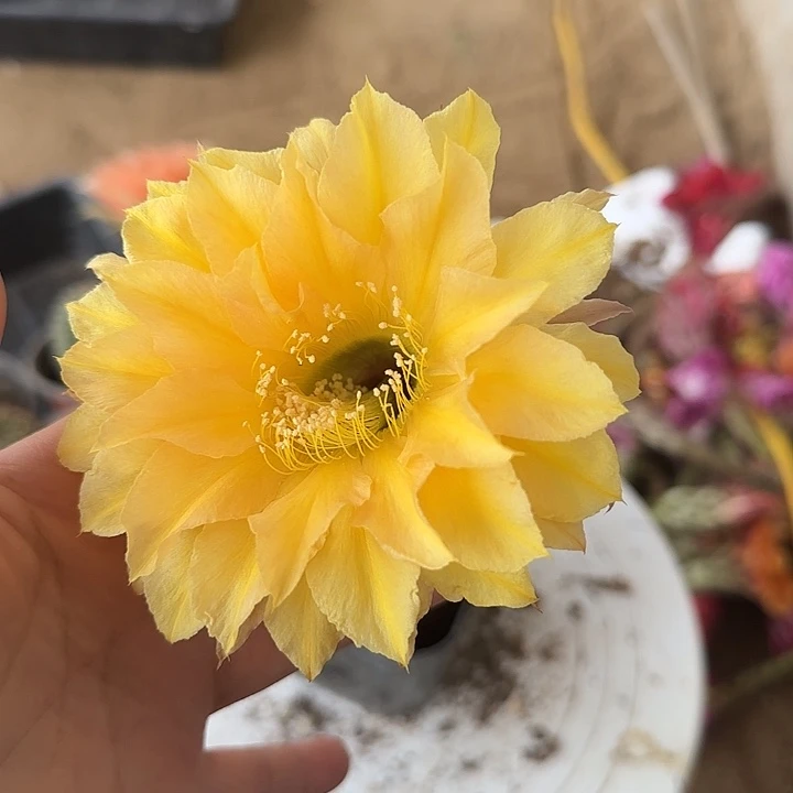 无花朵宇****）带根彩草152