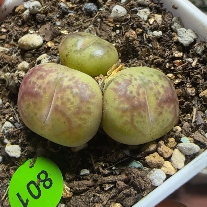 杂交漂亮多肉植物801