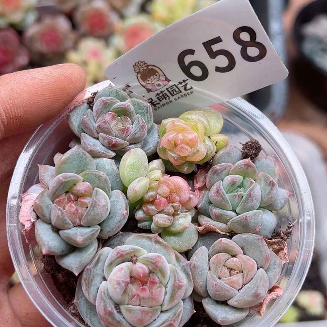 多肉植物多肉植物